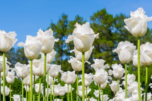 A flower bed with a huge number of blooming white lush tulips on a high green stalk