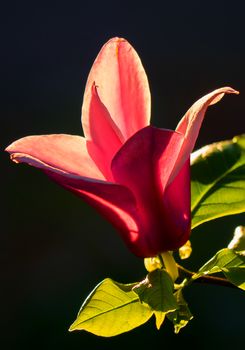 bright red blossom flower good gift beloved