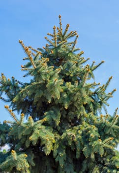 High massive spruce with lush branches and prickly needles on them