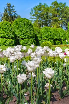 plantation of white terry tulips in the park near the alley with decorative bushes