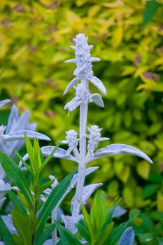 white stalk of wild flowering grass against a background of green succulent grass and shrubs