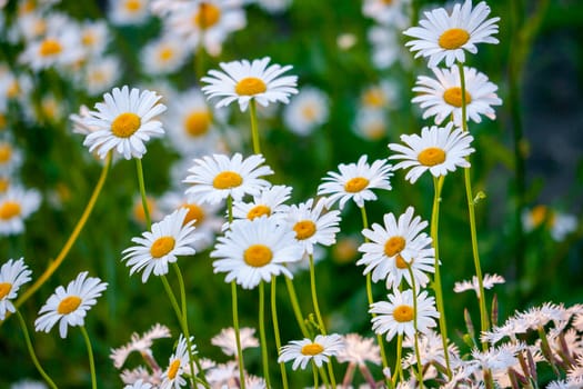 Beautiful spring daisies bloom on the field with delicate white petals. Children's fun game - likes dislikes