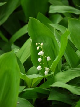 Stalk with white flowers of lilies of the valley on a background of lush green leaves