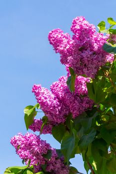 the top of the lilac bush with torches of purple inflorescences on the background of the blue sky