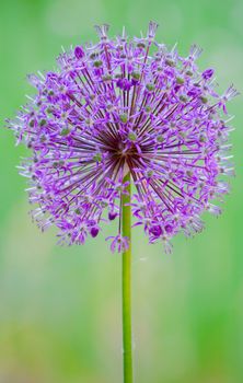 purple round flower, ball, dandelion on a green background
