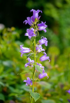 purple flowers bells on a background of bright green juicy grass