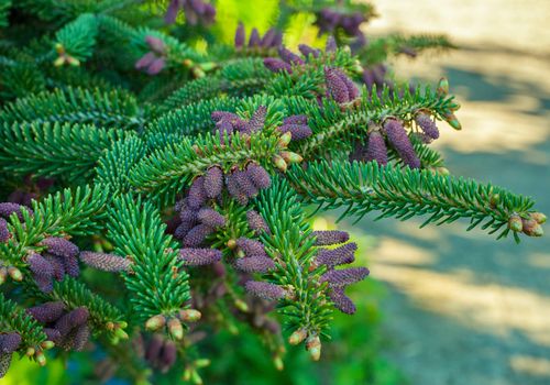 young cones on green fir branches close-up