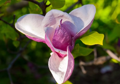 A beautiful lush flower with huge pink petals, shot close-up