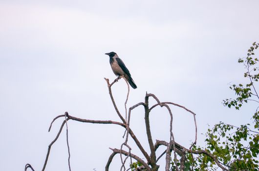 proud single bird sitting on a gray sky background on a dry bush