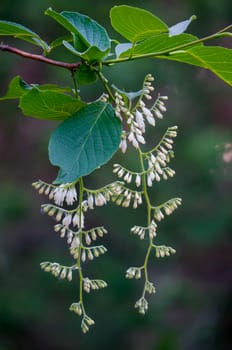 White flowers hanging from the branches of a tree