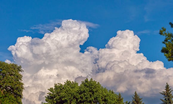 Lush green treetops against a light blue sky with massive white clouds