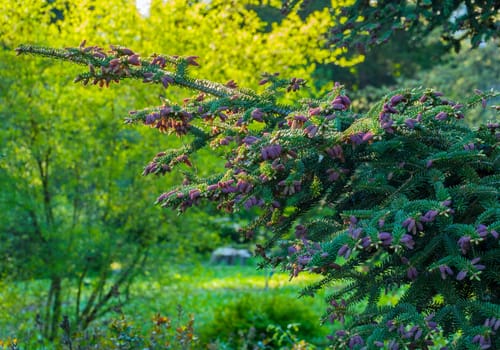 absolutely incredible beauty paw spruce with small bumps on it