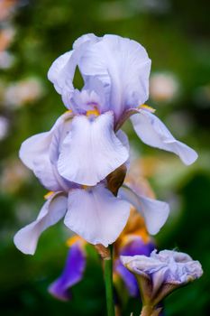 beautiful opened buds of iris of tender blue color