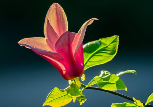 large pink flower in the form of a lily