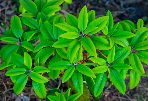 A lush bush with smooth long green leaves of an ornamental plant