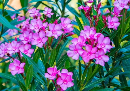 Bright pink small petals of flowers growing on high stems with unblown buds and narrow fresh green leaves.