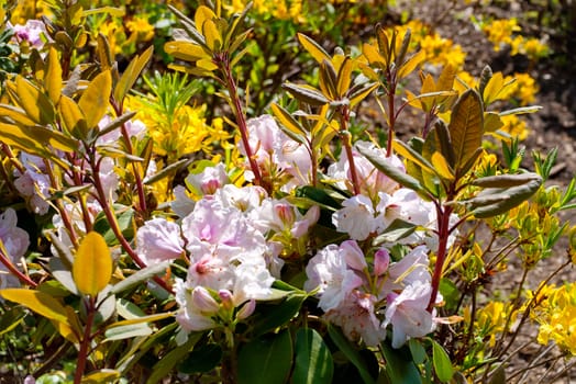 A small bush of flowers with leaves growing on the stems and blossoming petals at the bottom.