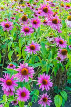 Beautiful lush lush purple flowers with an orange core and green leaves