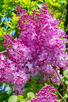 bunch of flowers of bright purple lilac in the early spring against the background of greenery