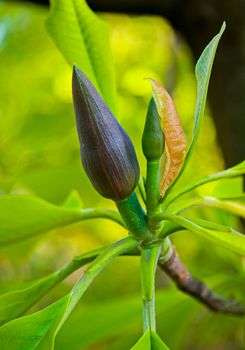 elegant transparent green flower leaves with a bud that will soon be blossoming