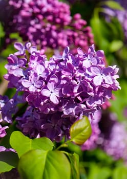 A close-up lilac branch with lush purple petals and small green leaves