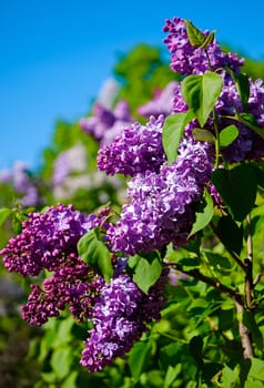 Lilac branch with clusters of lush purple petals and green leaves