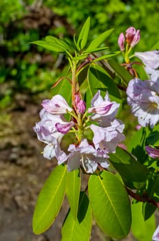Delicate florets with pale pink petals and juicy leaves of light green color