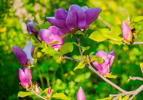 Flower with beautiful pink petals on a branch with young green leaves