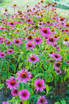 Flowerbed with a huge number of purple flowers with small green leaves