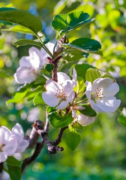 Apple tree branch with blossoming white stucco flowers and green leaves