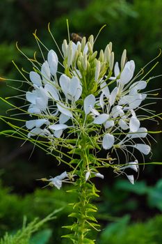 The wasp sits on the white petals of an unusual flower bush with a green stem