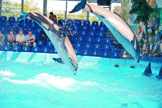 two adult dolphins jump by spraying droplets of water in the dolphinarium. Performances for visitors