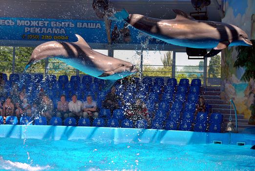 jump from the waters of the beautiful dolphin mammals to the dolphinarium for visitors