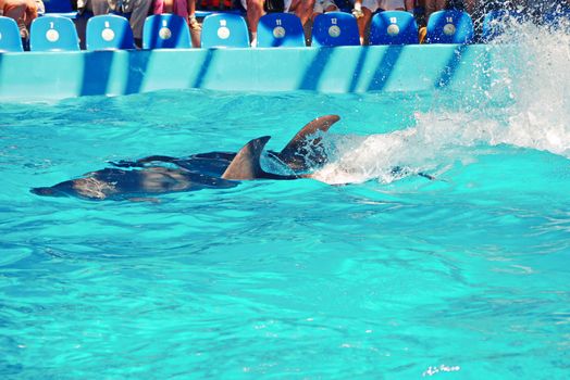 in the azure transparent water of the pool a pair of dolphins performing in front of tourists