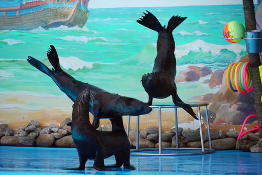 Seals in the water park giving a presentation to the audience. They perform various acrobatic exercises and work in a group.