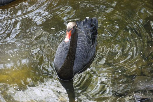 beautiful black swan with a red beak in the middle of the pond