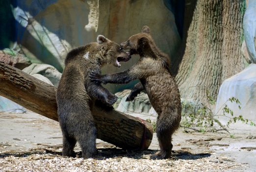 Two children of brown bear are playing at the zoo near a wooden log