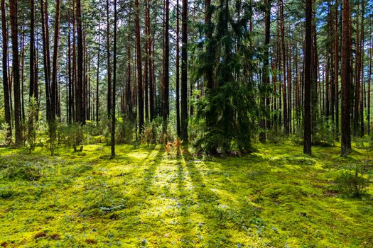 Pine forest is flooded with sunlight. Covered with mosses and herbs