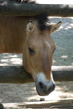 The brown horse stuck his head through the wooden fence. zoo, nature reserve, place of family rest with children