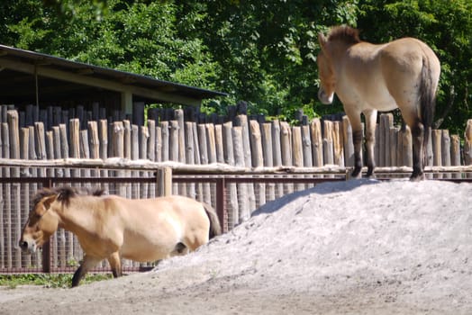 Little brown conics walk around a hilly enclosed pavilion at the zoo