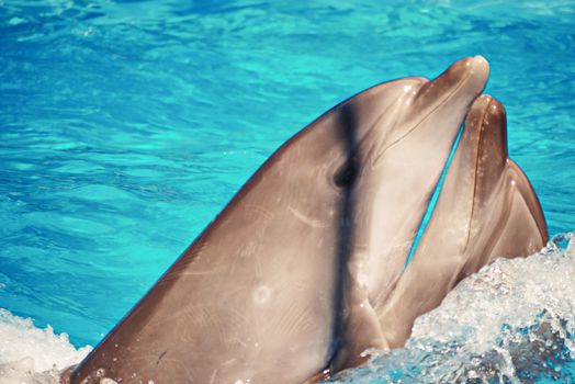 beautiful dolphin emerging from the transparent blue waters of the pool