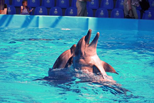 Two cheerful cheerful dolphins in a clean transparent pool on the background of the visual...