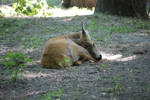 a deep sleeping young animal in a park hidden in the shade of a tree from the day sun