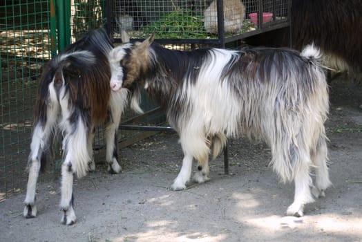 Two spotted goats with long hair standing side by side. You do not want milk