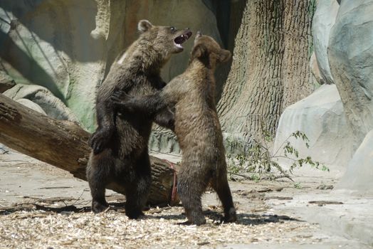 a bear roaring at his brother and he calms him against the backdrop of a fallen tree in the zoo