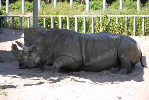 A heavy gray rhino sleeping peacefully in the shade under a canopy in the zoo.