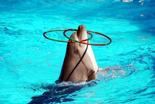 A cute dolphin in a transparent blue pool, rotating several multi-colored knee bows