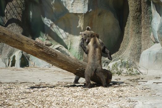 Two cubs of brown bear entertain the visitors of the zoo with their games