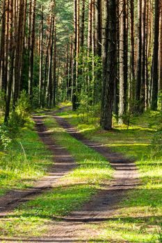 road in a pine forest rolled in cars among green grass