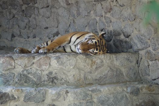 sleeping handsome striped tiger in a city zoo on a rocky promontory on a sunny summer day
